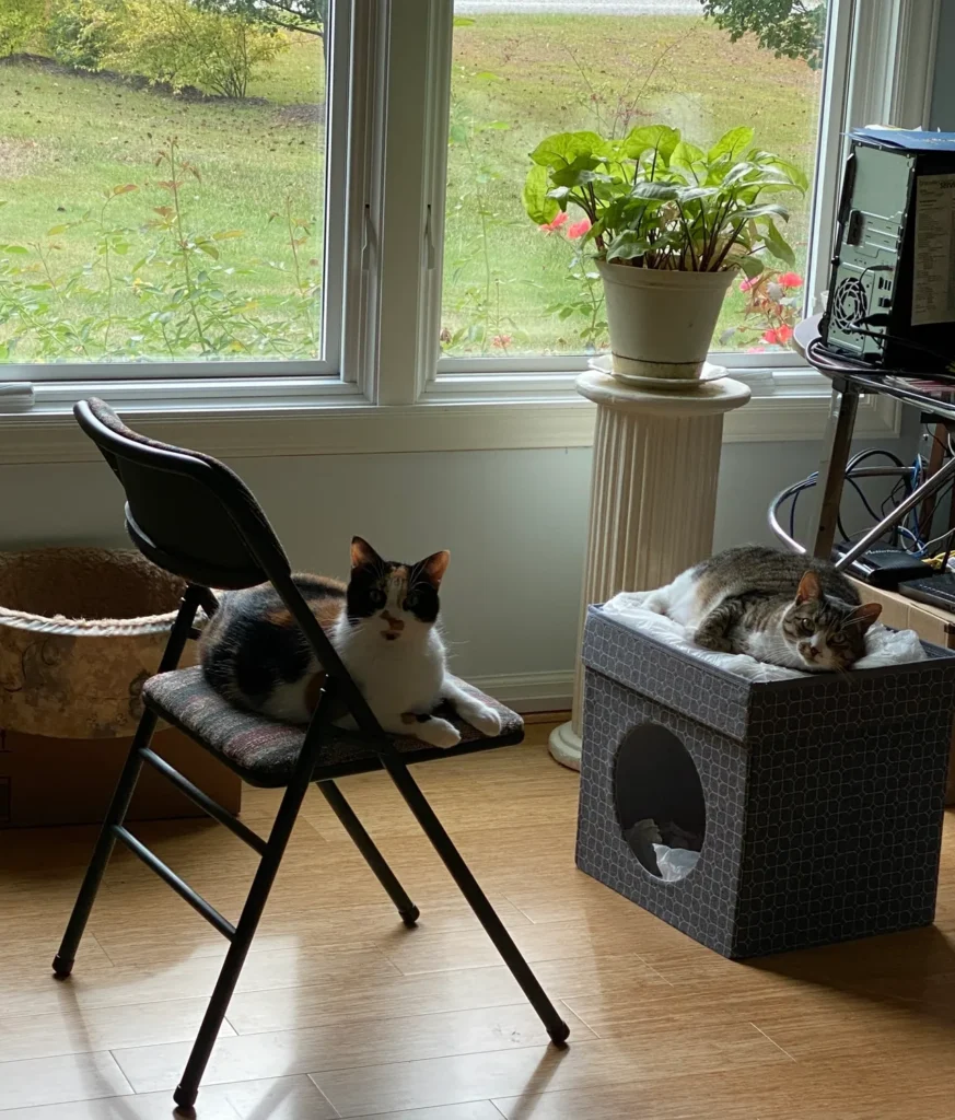 Two cats sitting on a chair in front of a tv.