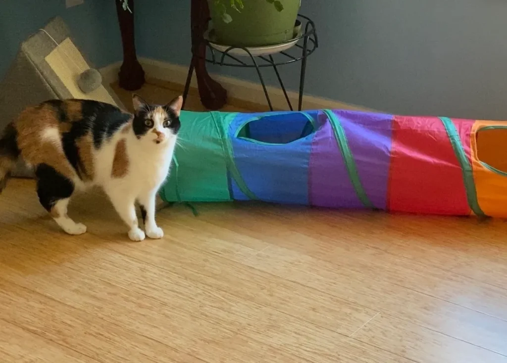 A cat standing next to a rainbow tunnel.