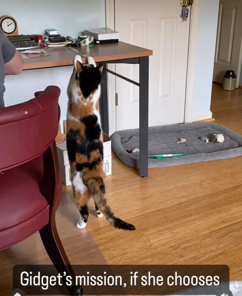 A cat standing on its hind legs in front of a person.