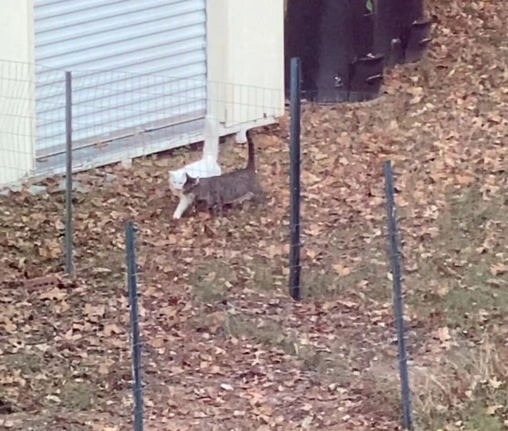 A cat walking in the leaves.