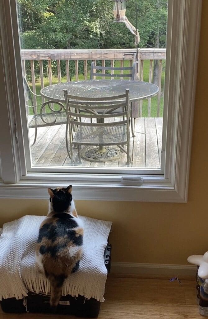 A calico cat sitting on a bed in front of a window.