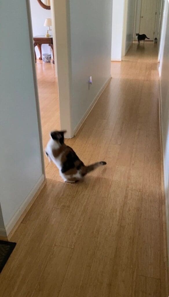 A cat is running down a hallway in a house.