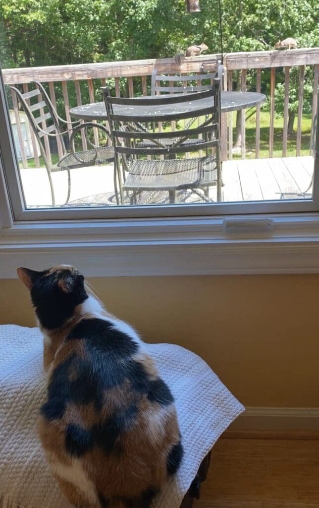 A calico cat sitting on a pillow looking out a window.