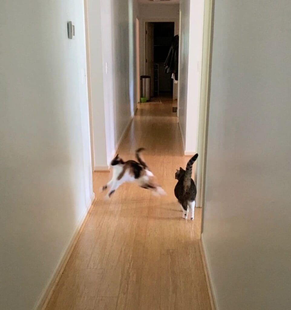 Two cats running down a hallway.