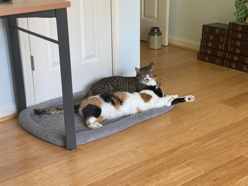 Two cats lying on a pet bed.