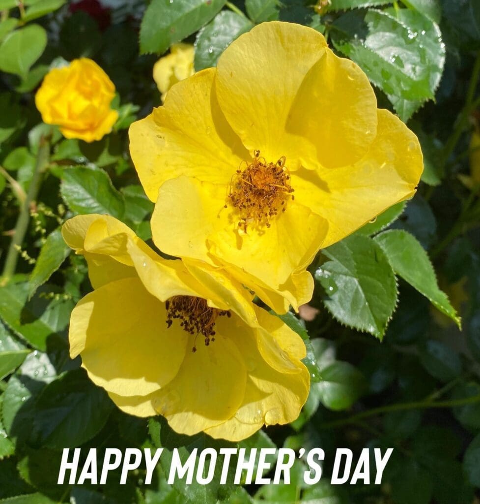 Happy mother's day card with yellow roses.