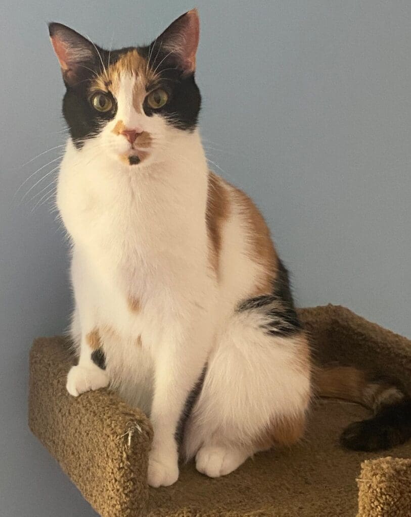 A calico cat sitting on top of a scratching post.