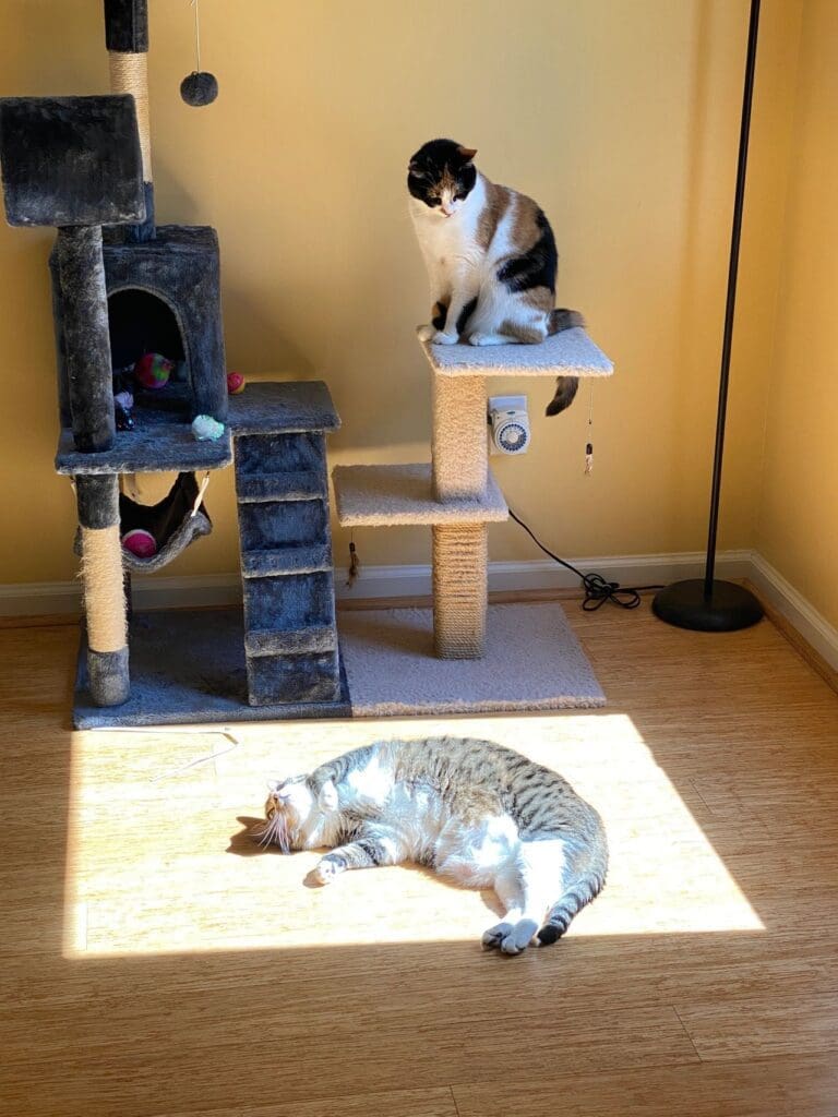 Two cats laying on top of a scratching post.