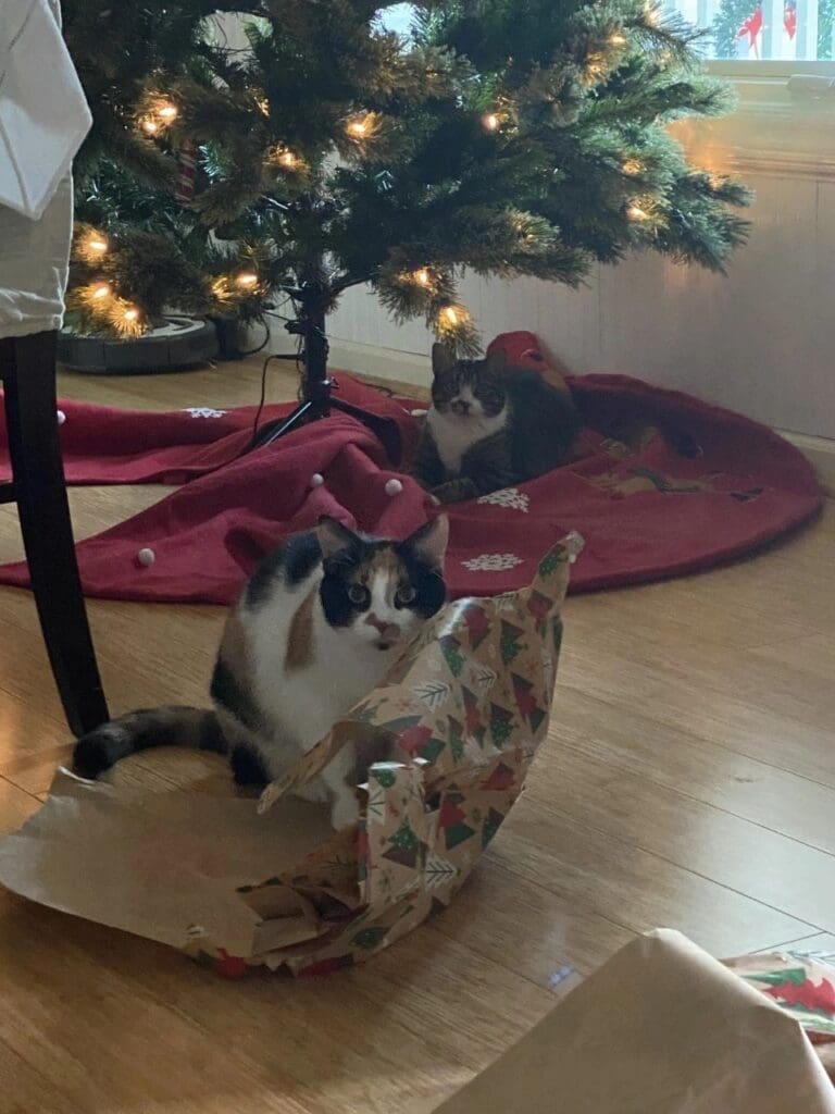 Two cats sitting under a christmas tree.