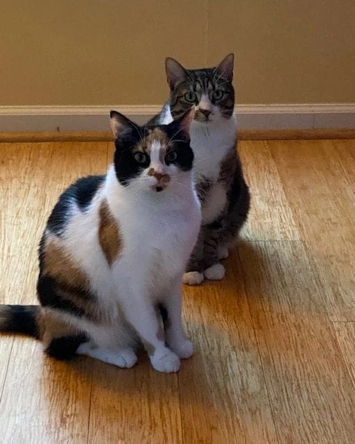 Two calico cats sitting on a wooden floor.