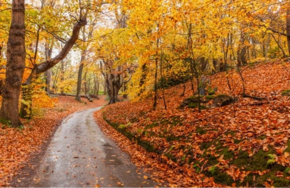 A road in the woods with orange leaves.