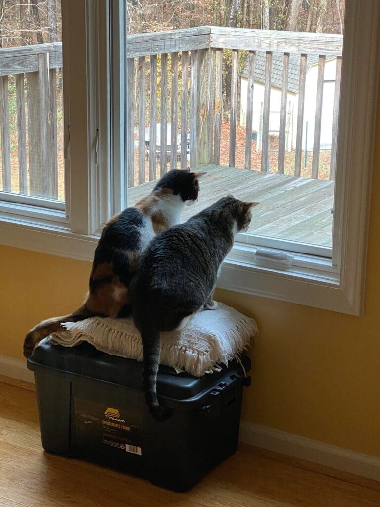 Two cats looking out of a window.