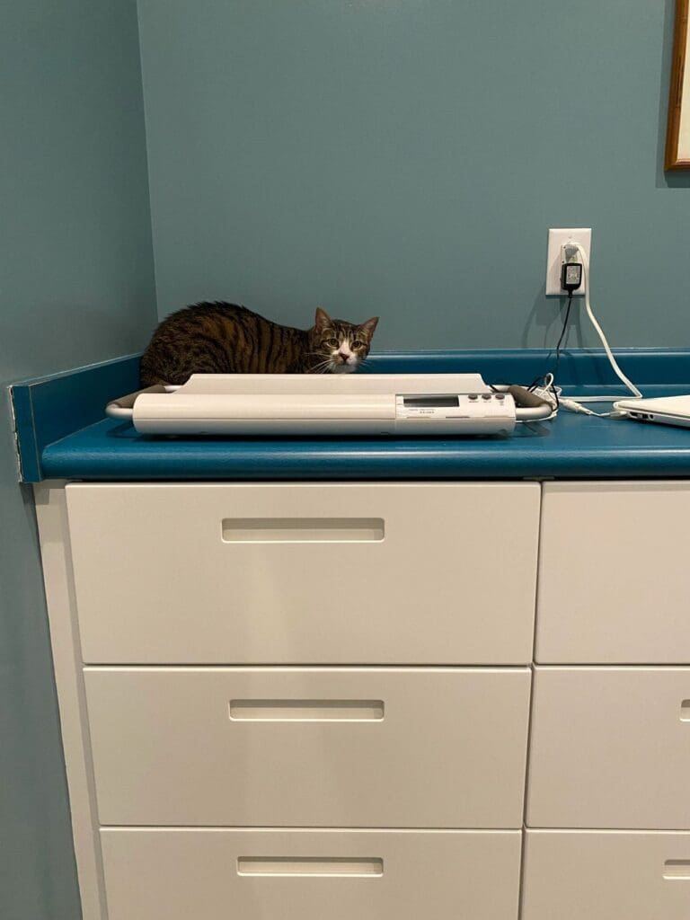 A cat laying on top of a desk in a vet office.