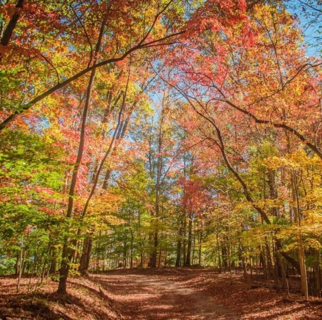 Photograph - fall in the woods by robert mcdaniel.