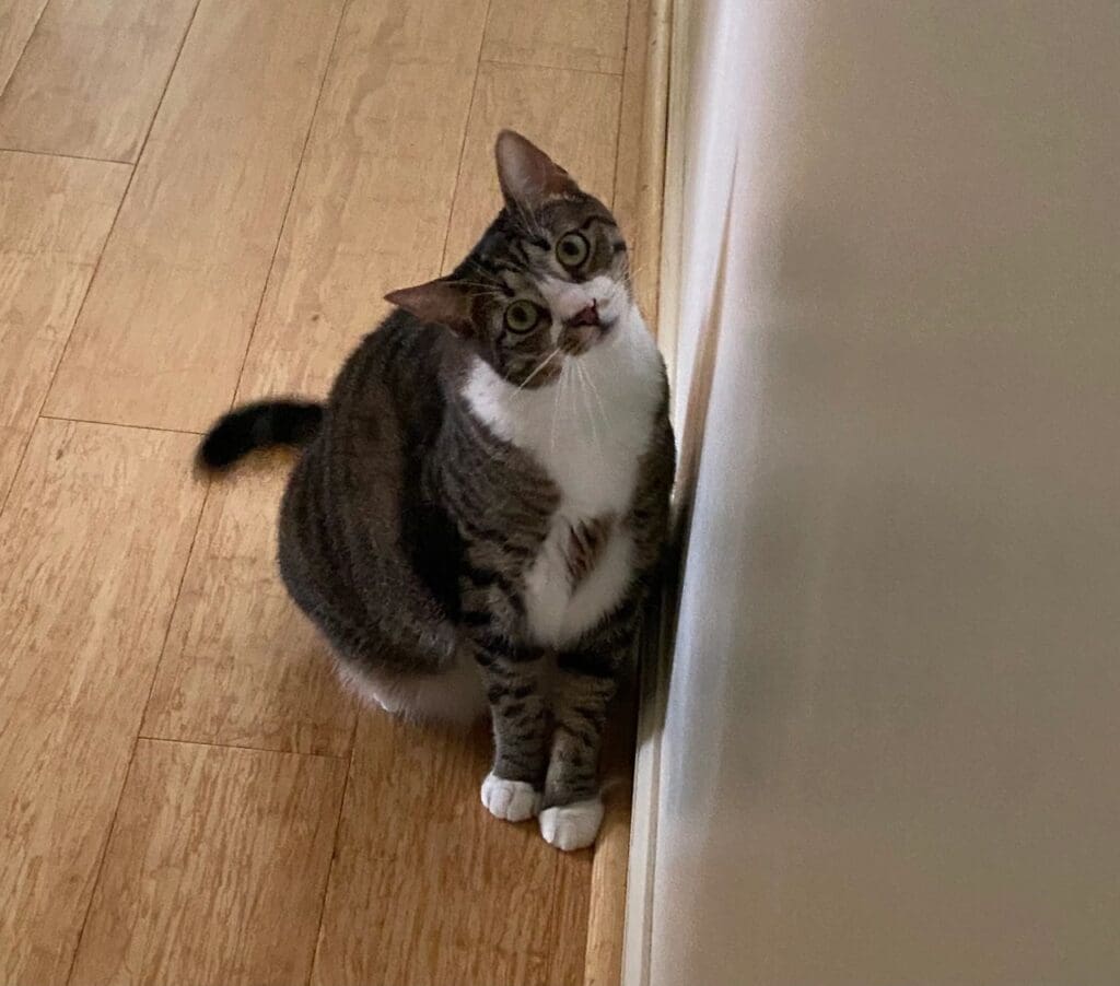 A cat sitting on a wood floor.