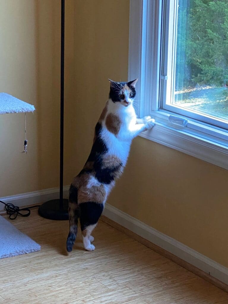 A cat standing on its hind legs by a window.