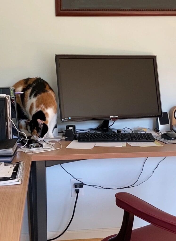 A cat sitting on a desk next to a computer monitor.