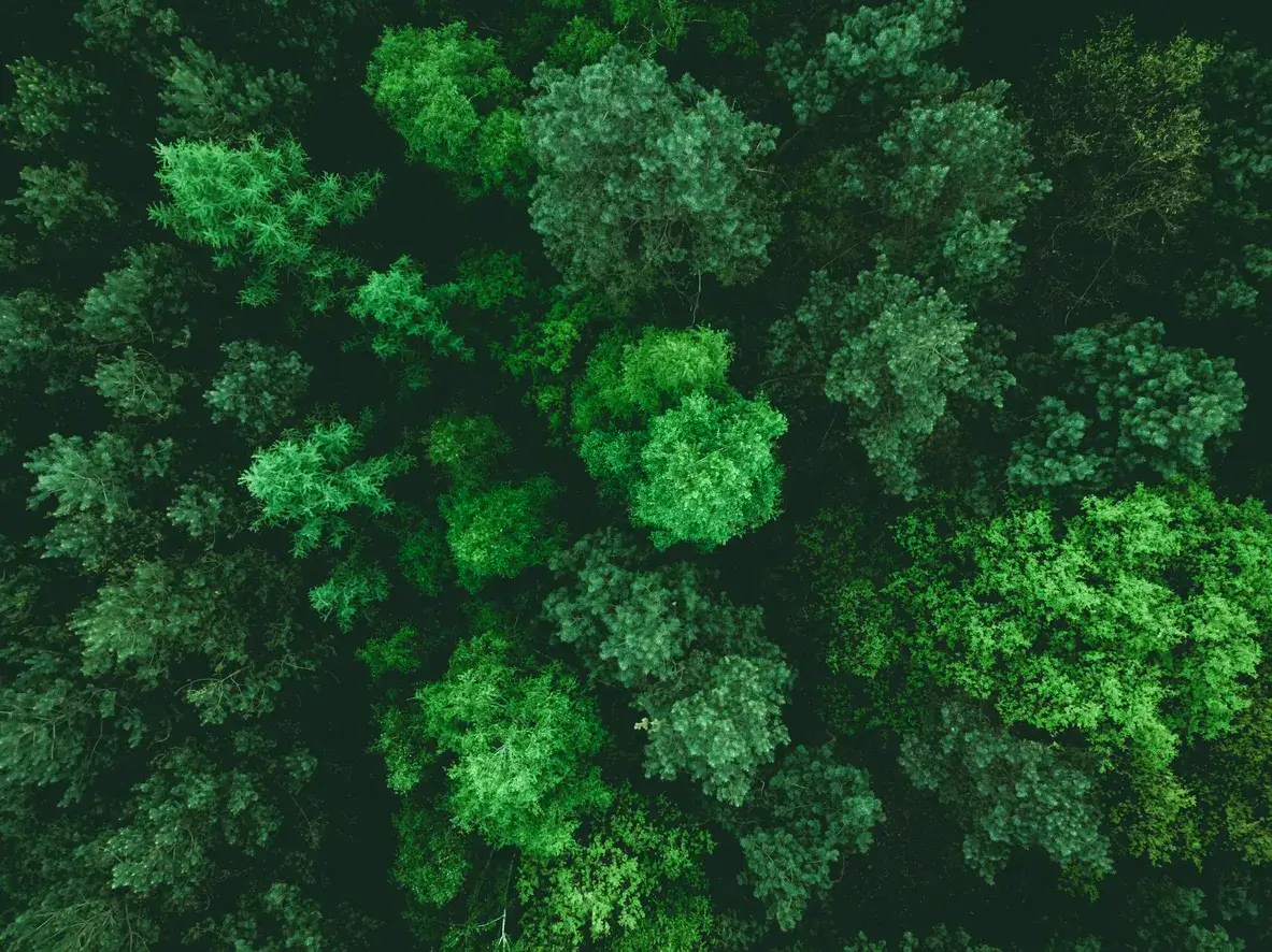 Aerial view of dense forest canopy.