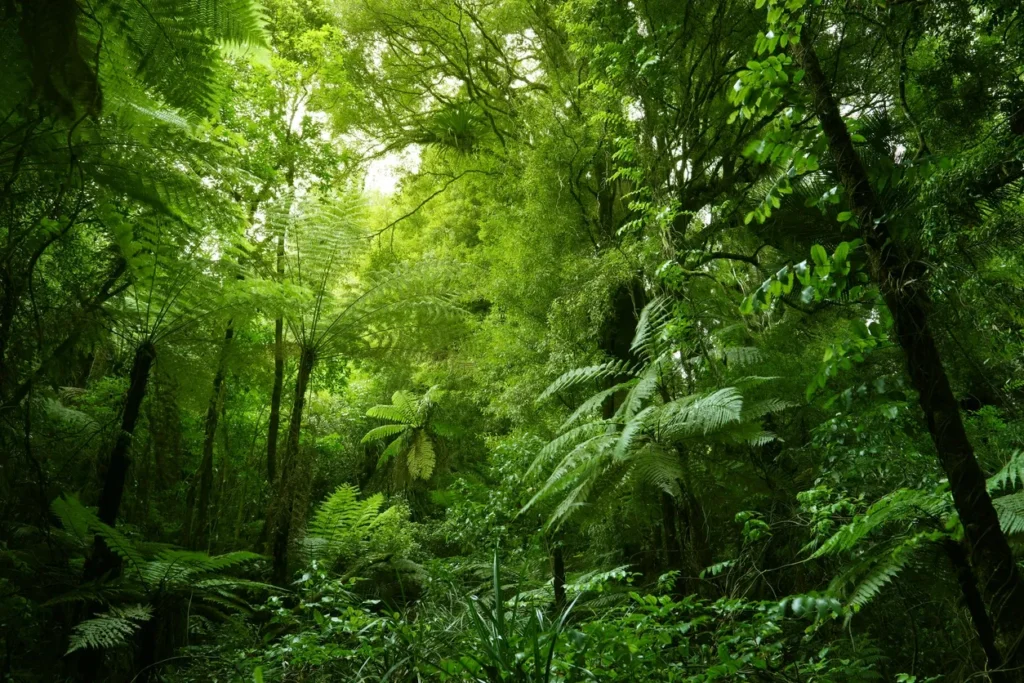 Lush green forest with dense foliage.