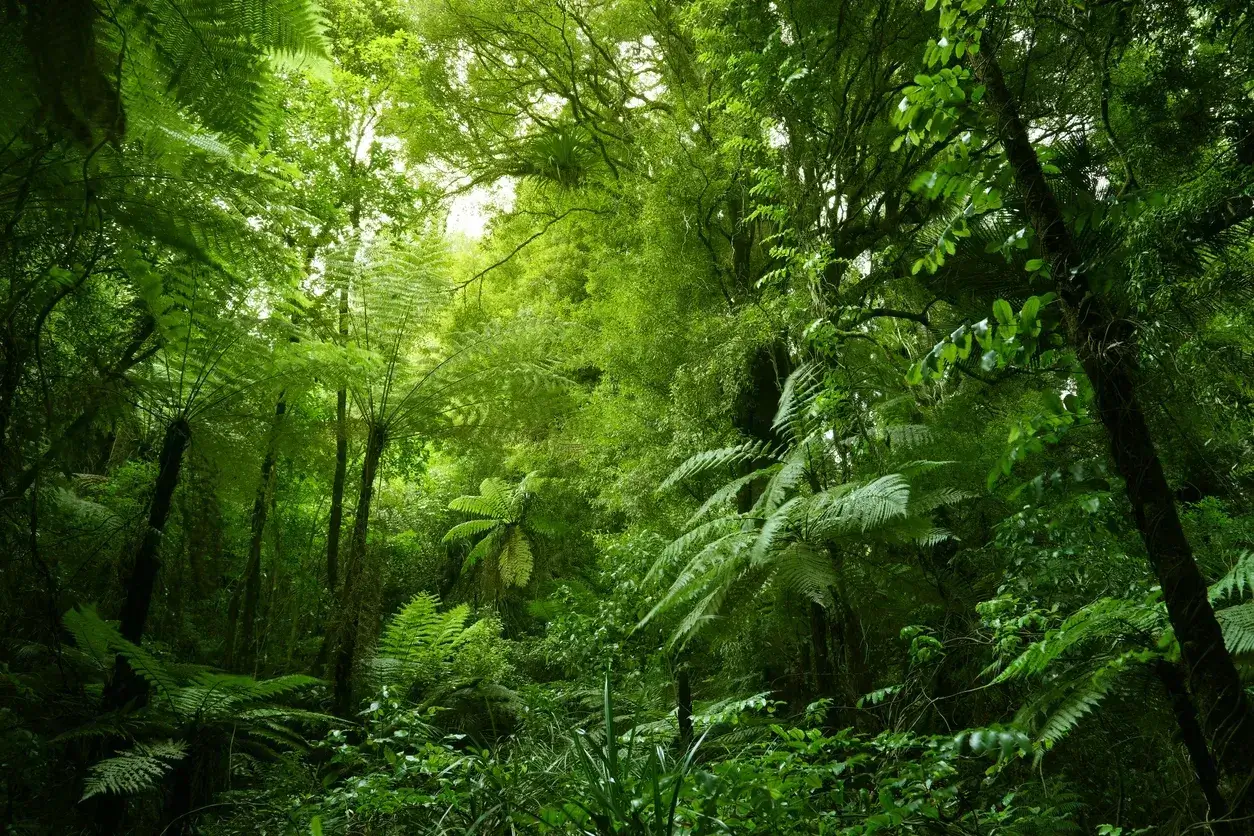 Lush green forest with dense foliage.