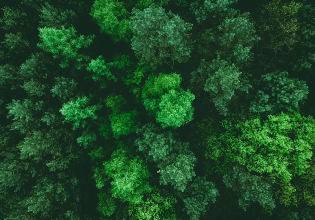 Aerial view of dense forest canopy.