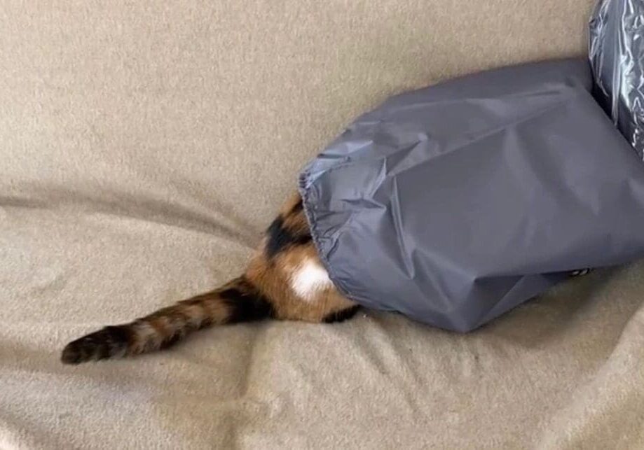 A cat is sitting on a couch with a bag on it.