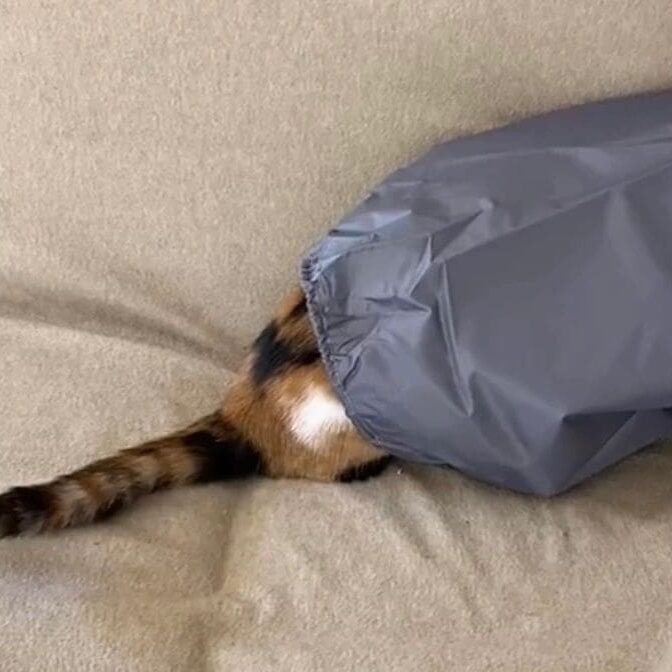 A cat is sitting on a couch with a bag on it.