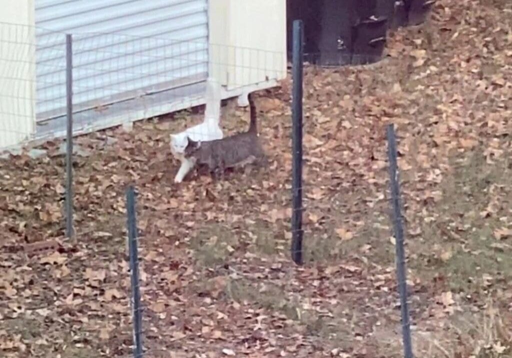 A cat walking in the leaves.