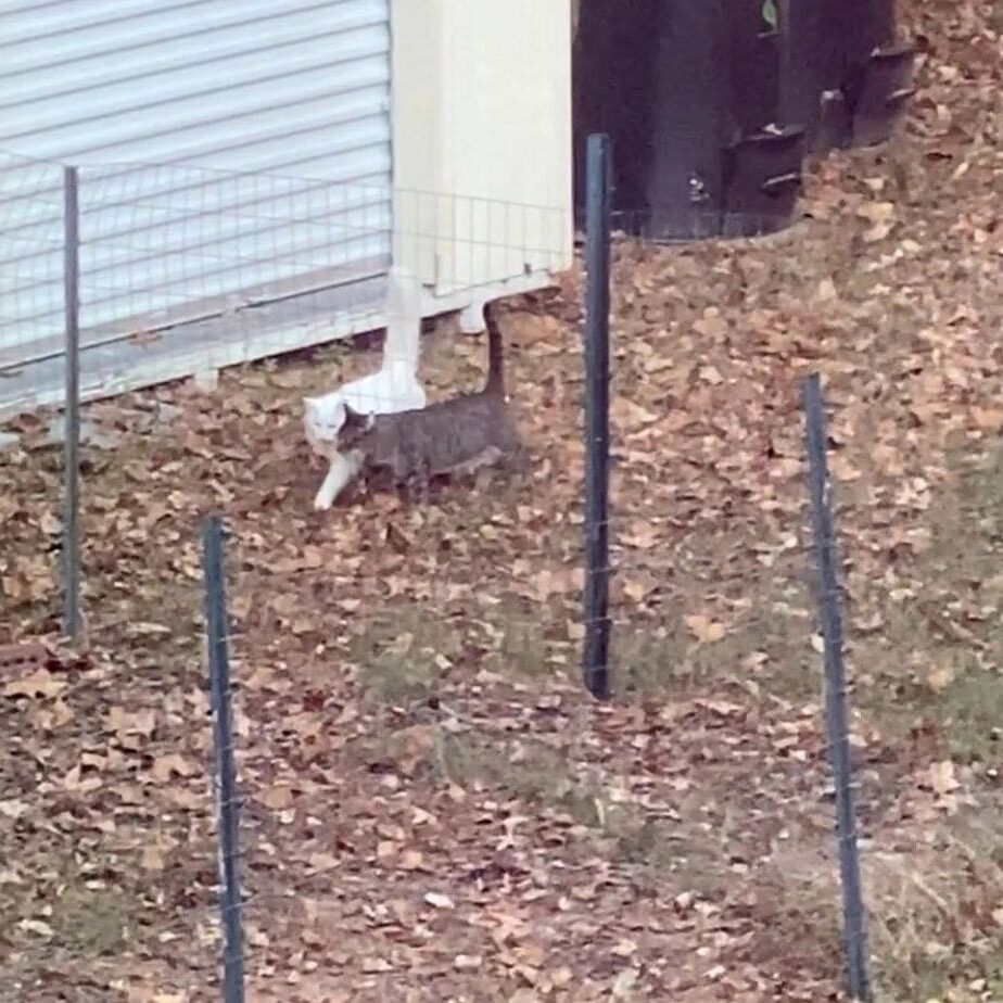 A cat walking in the leaves.