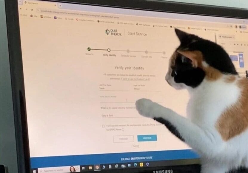 A cat standing in front of a computer screen.