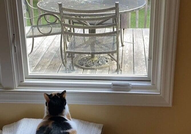 A calico cat sitting on a bed in front of a window.