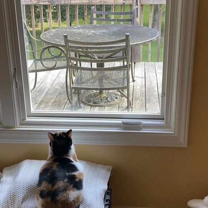 A calico cat sitting on a bed in front of a window.