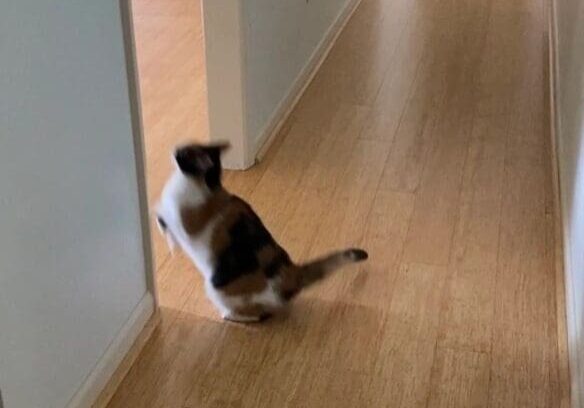 A cat is running down a hallway in a house.