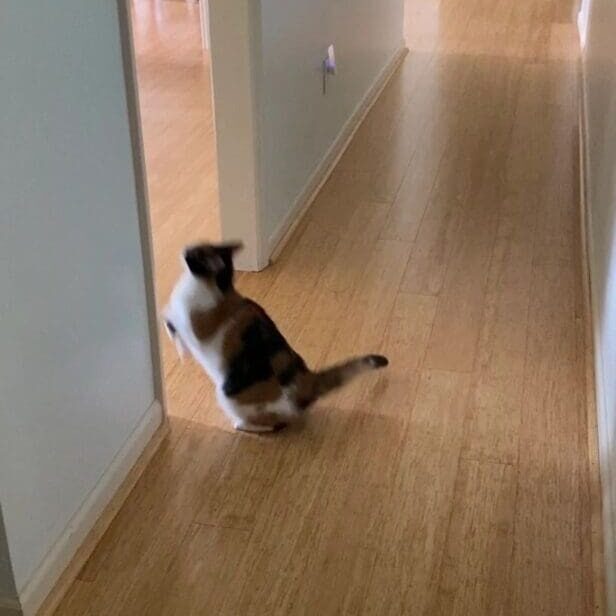 A cat is running down a hallway in a house.