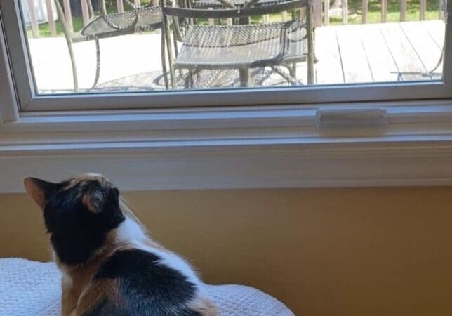 A calico cat sitting on a pillow looking out a window.