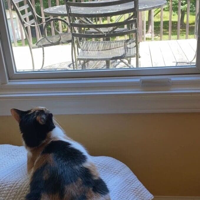 A calico cat sitting on a pillow looking out a window.