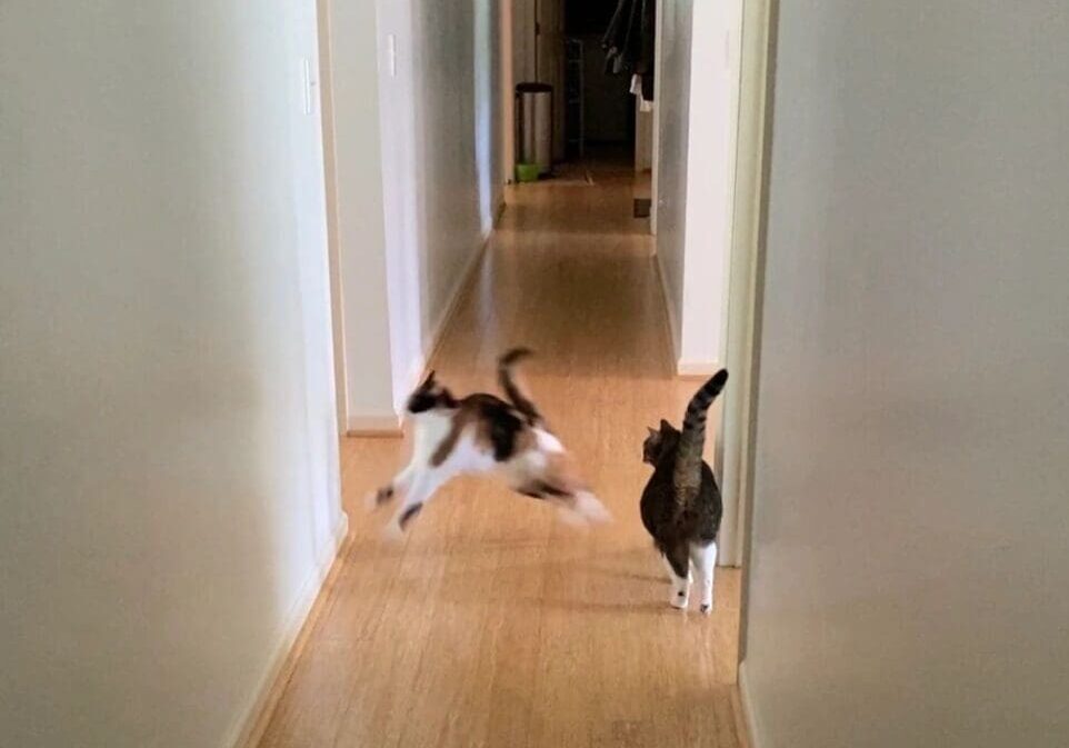 Two cats running down a hallway.