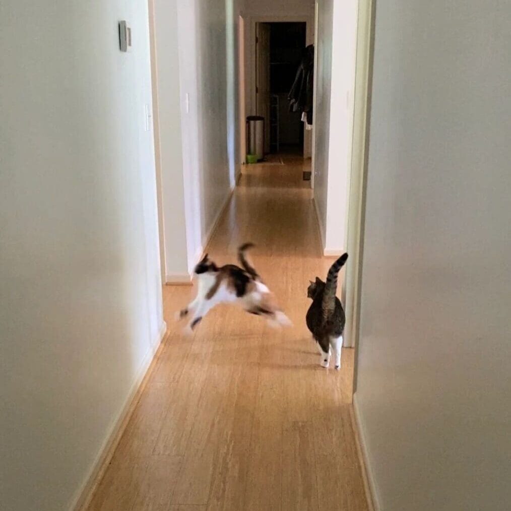 Two cats running down a hallway.