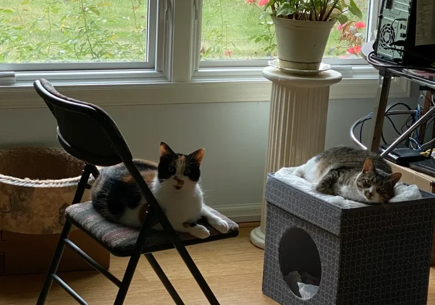 Two cats sitting on a chair in front of a tv.