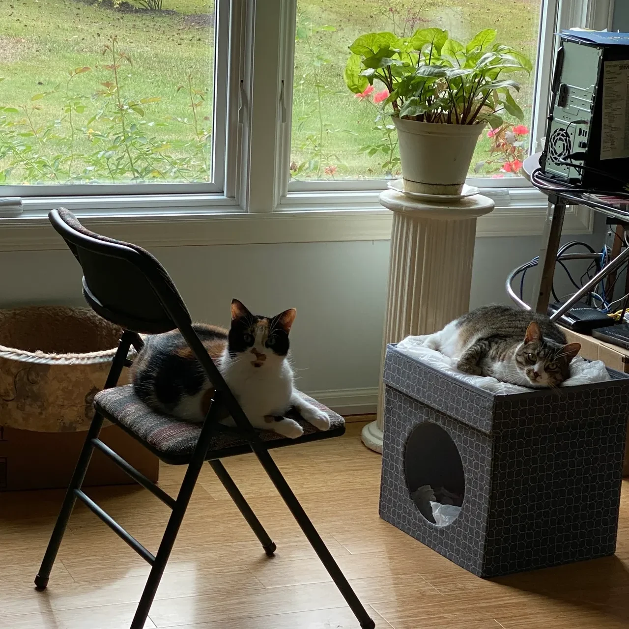 Two cats sitting on a chair in front of a tv.