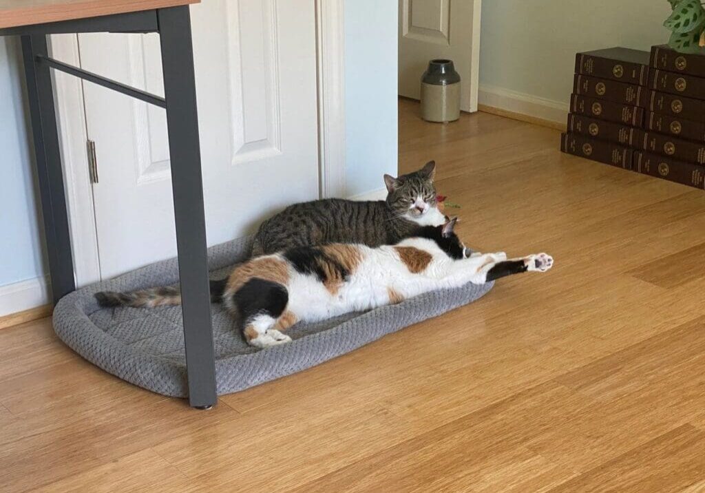 Two cats lying on a pet bed.