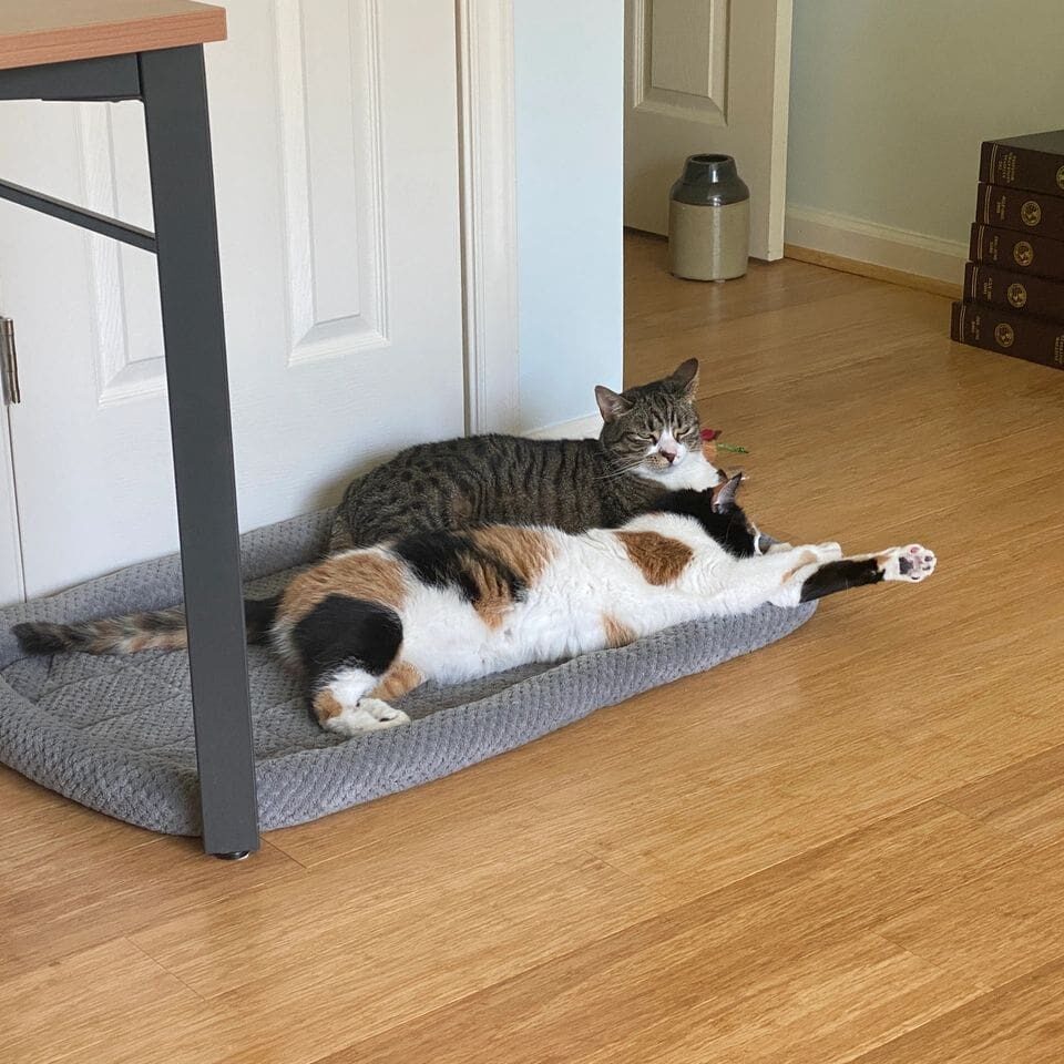 Two cats lying on a pet bed.