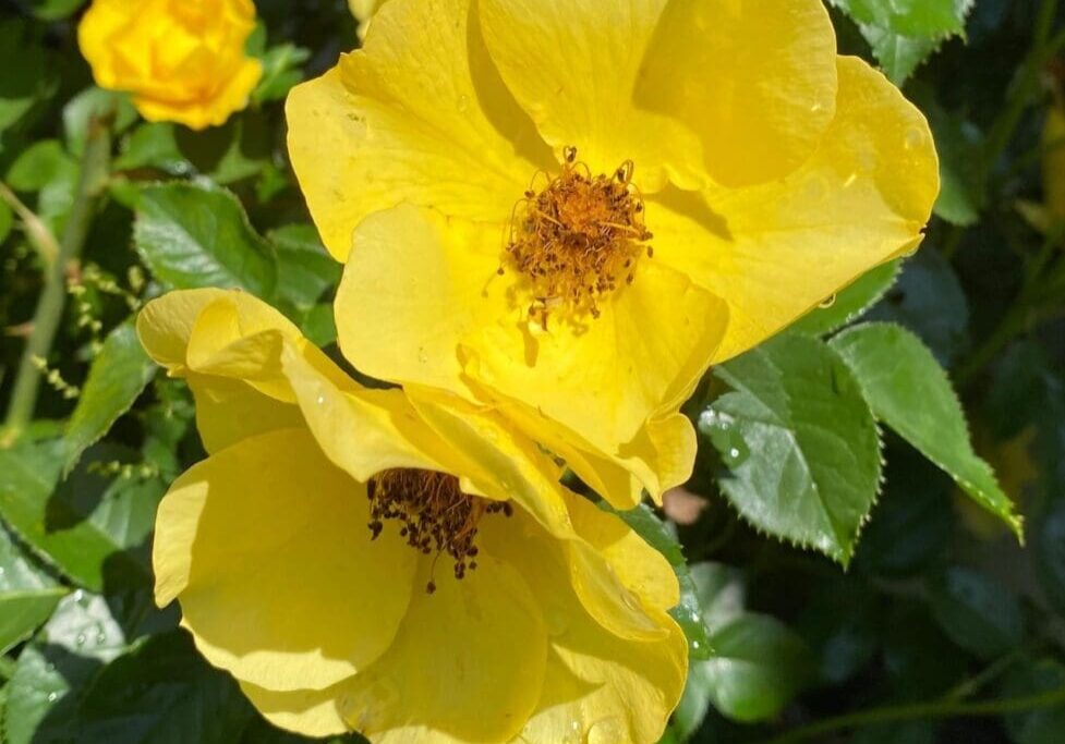 Happy mother's day card with yellow roses.