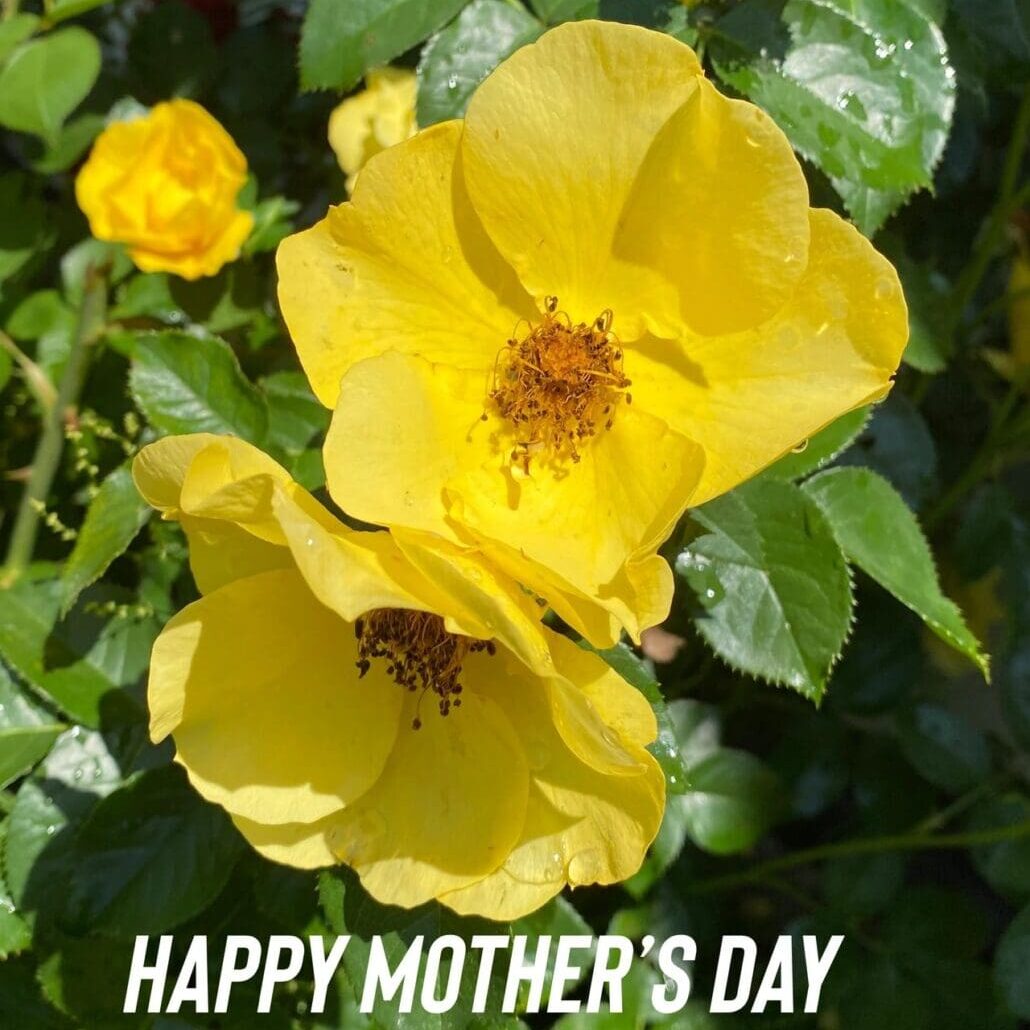 Happy mother's day card with yellow roses.