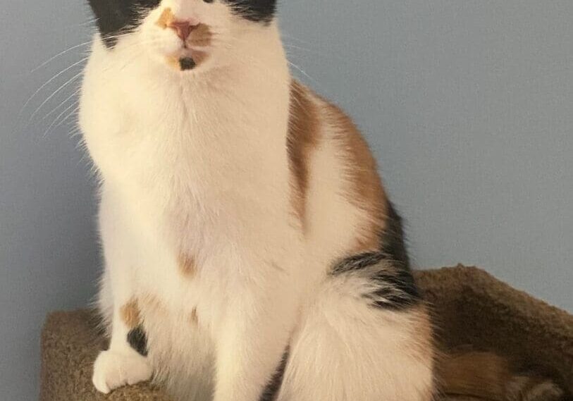 A calico cat sitting on top of a scratching post.