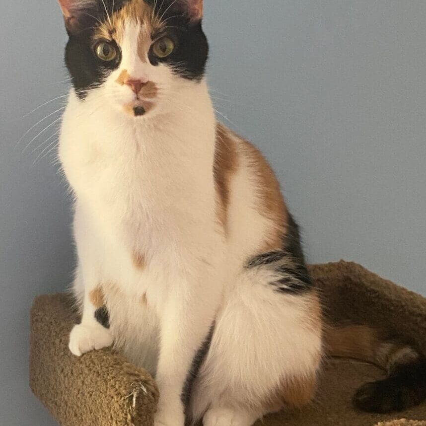 A calico cat sitting on top of a scratching post.