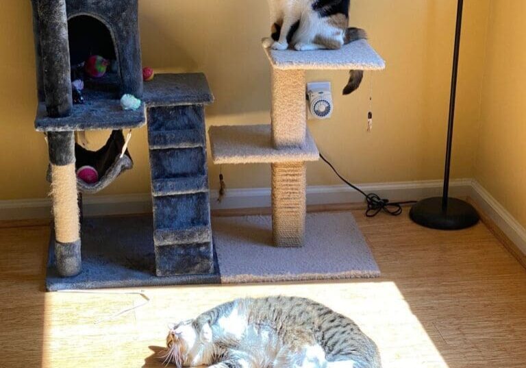 Two cats laying on top of a scratching post.