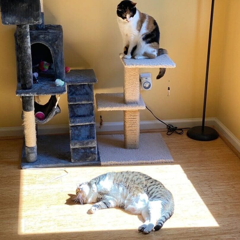 Two cats laying on top of a scratching post.