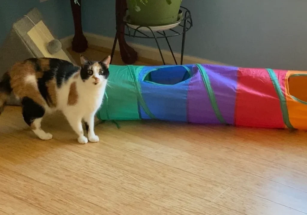 A cat standing next to a rainbow tunnel.