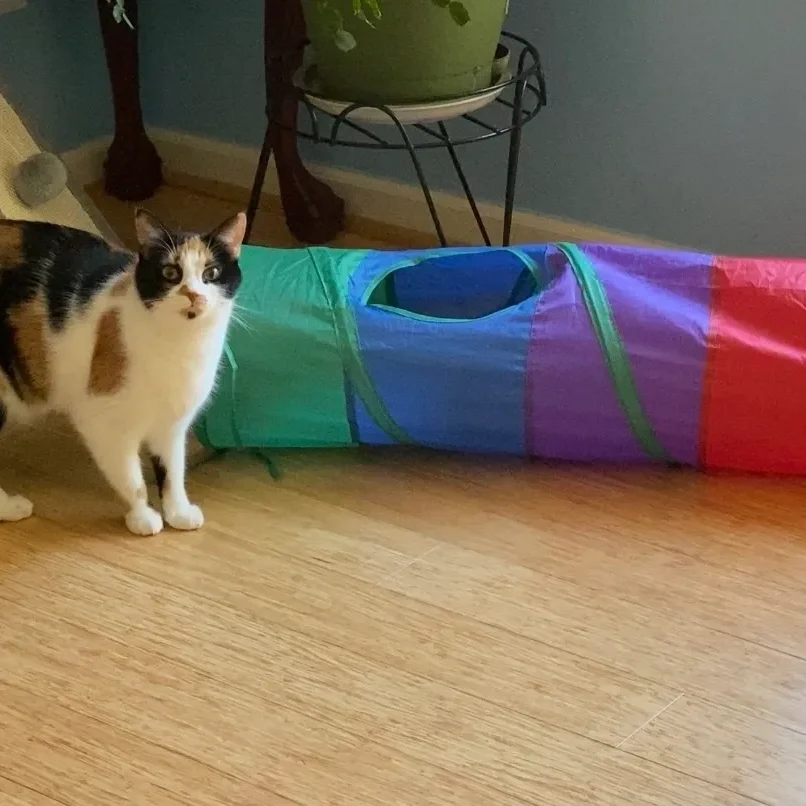 A cat standing next to a rainbow tunnel.